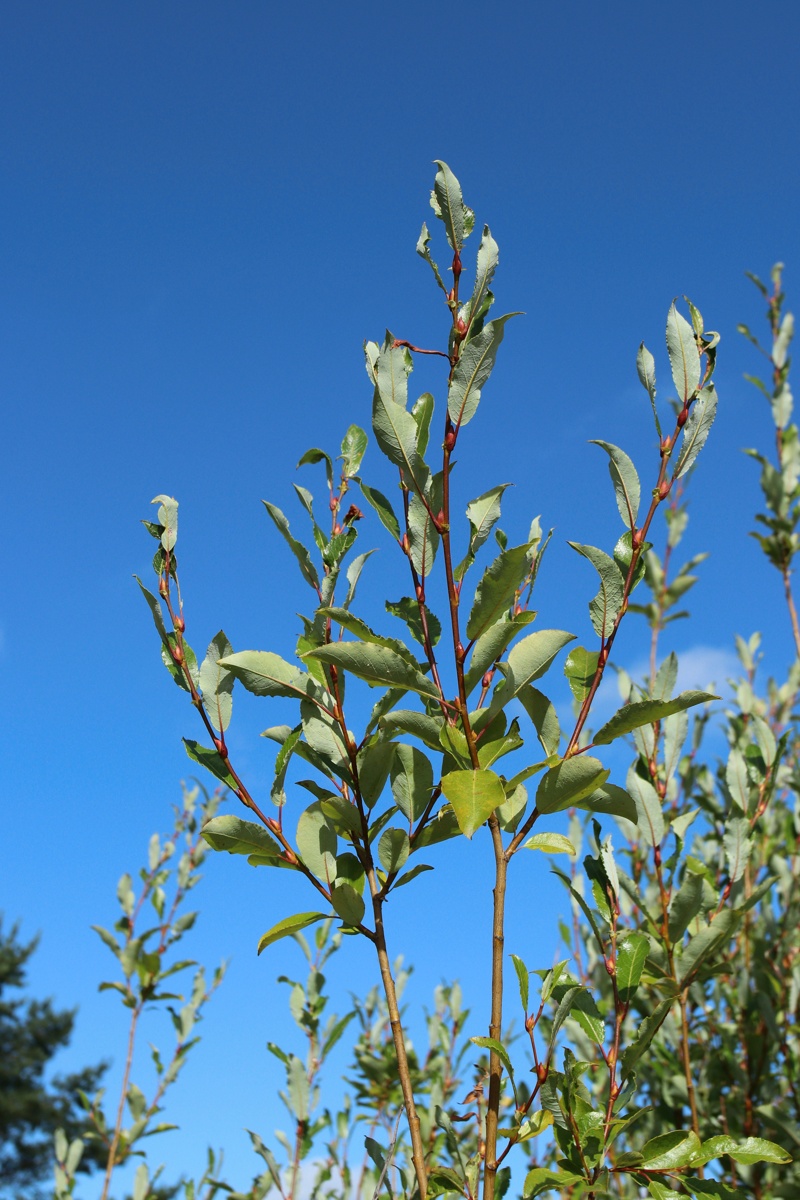 Изображение особи Salix phylicifolia.