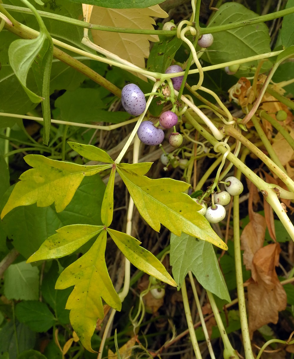 Image of Ampelopsis japonica specimen.