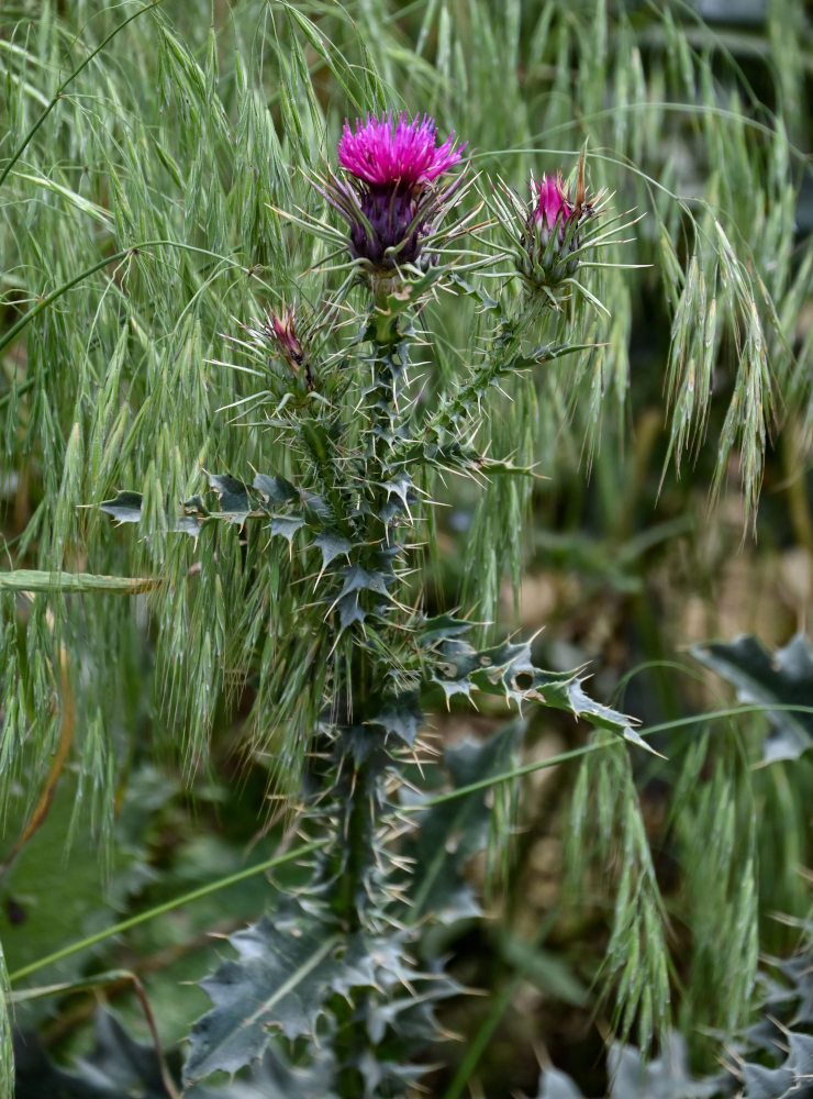 Image of Carduus onopordioides specimen.