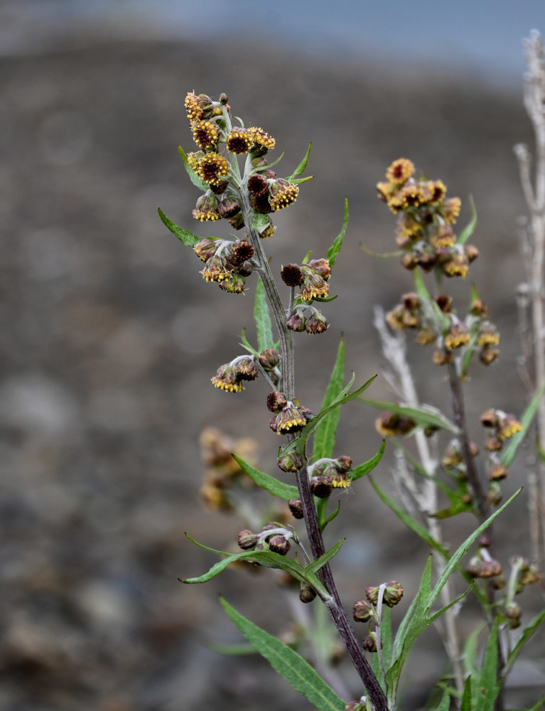 Изображение особи Artemisia tilesii.