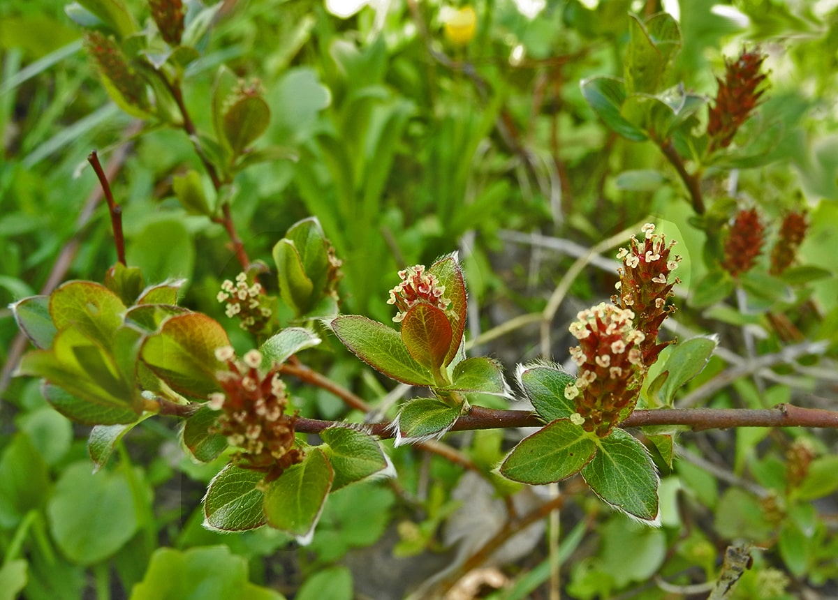 Image of Salix &times; grahamii specimen.