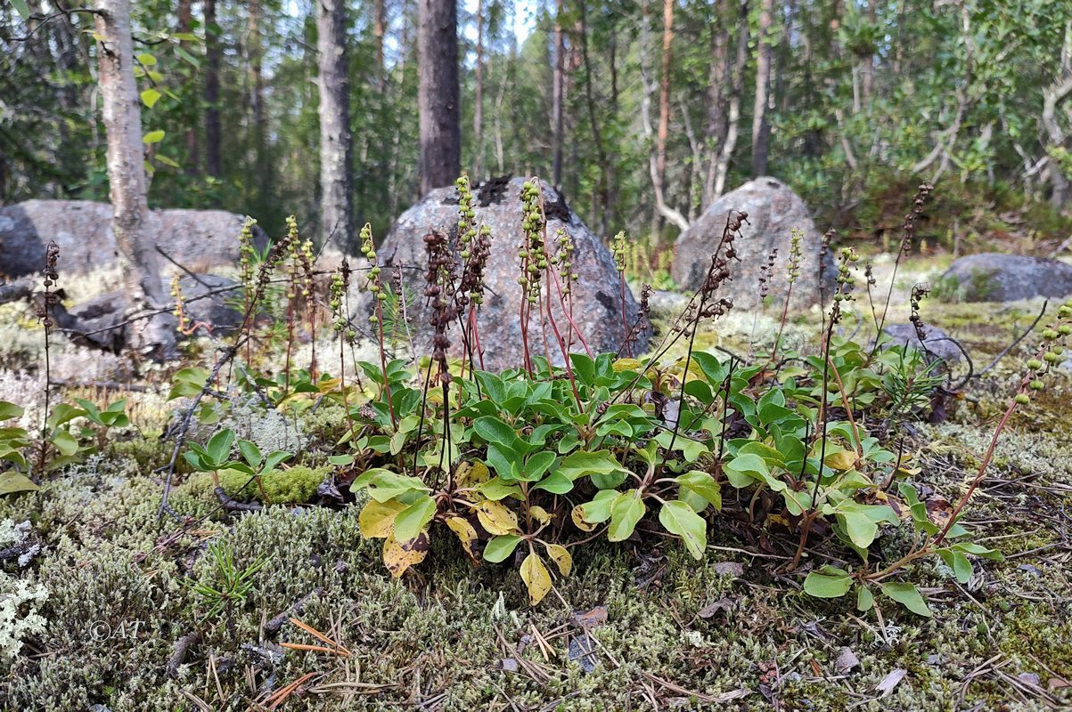 Изображение особи Orthilia secunda.