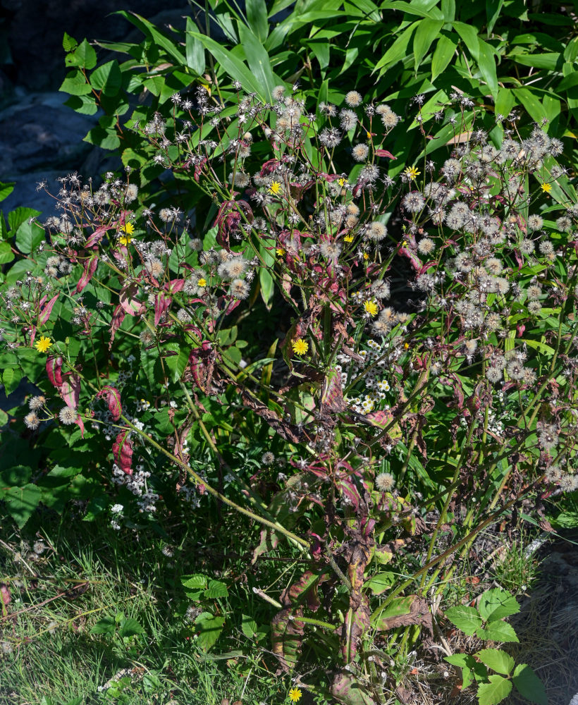 Изображение особи Picris japonica.