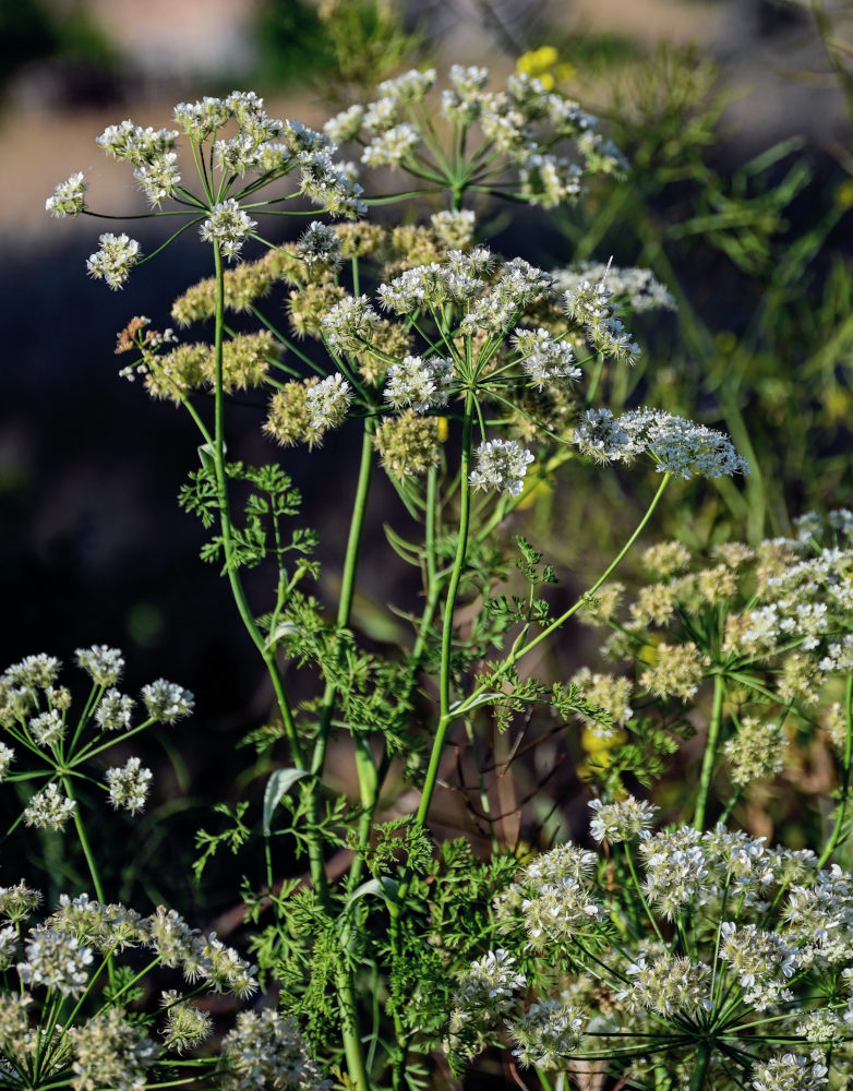 Изображение особи Astrodaucus orientalis.