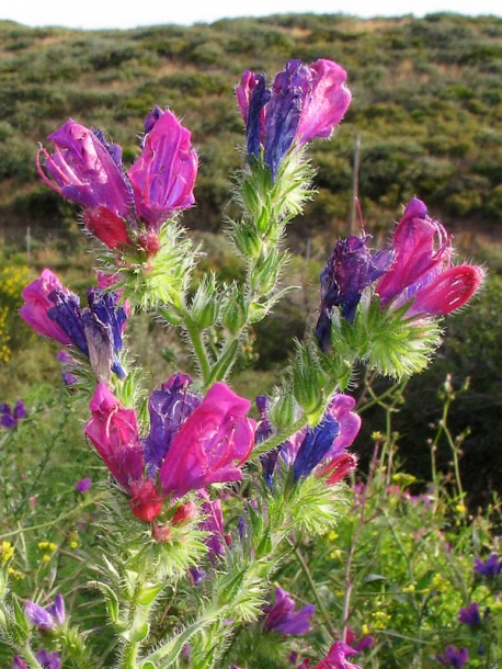 Изображение особи Echium plantagineum.