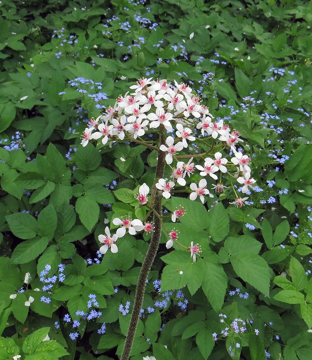 Изображение особи Darmera peltata.