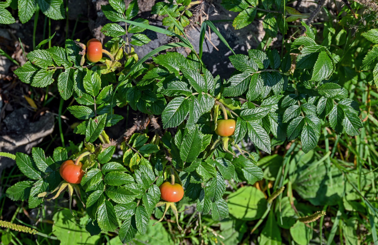 Image of Rosa rugosa specimen.