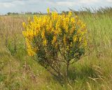 Genista tinctoria. Цветущее растение. Ульяновская обл., Мелекесский р-н, окр. с. Приморское, луг с участками засоления. 25.06.2023.