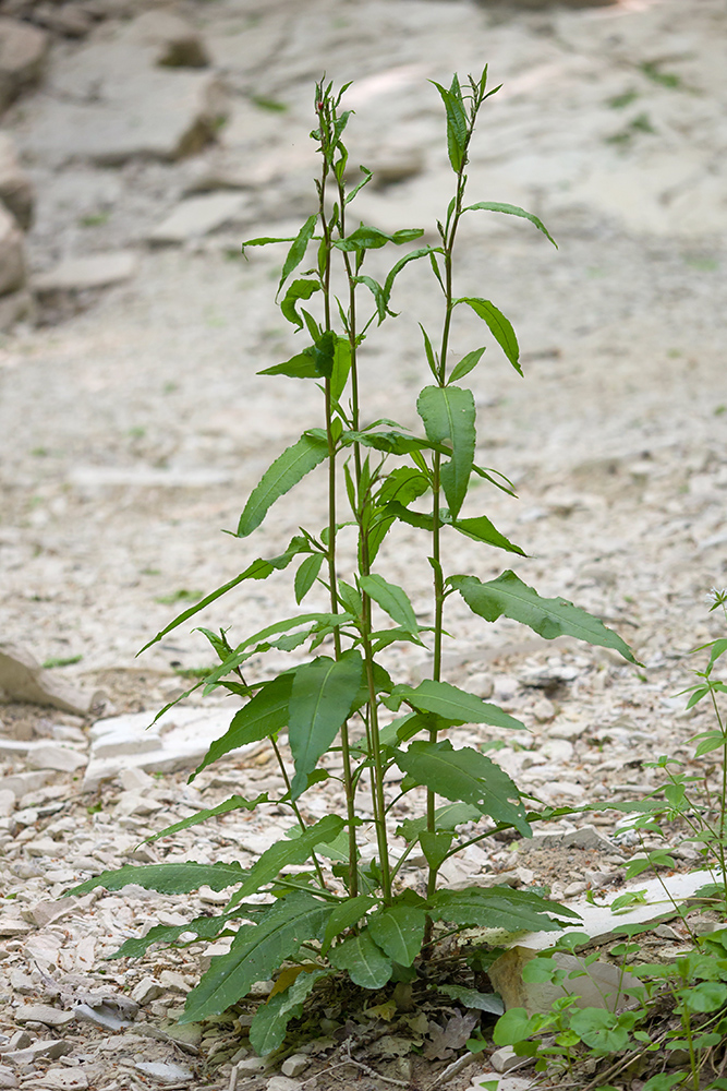 Изображение особи Rumex conglomeratus.