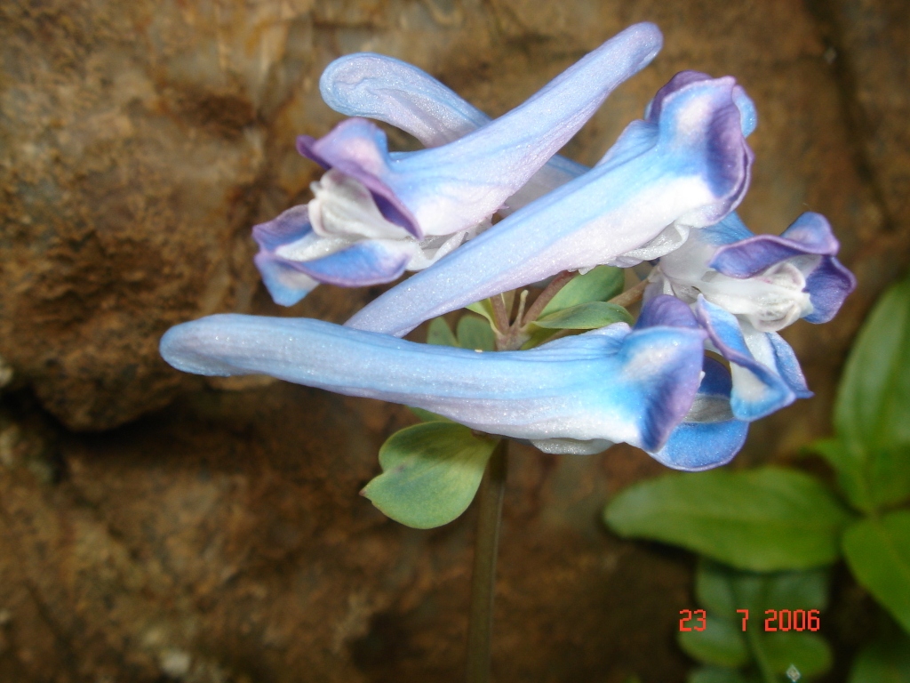 Image of Corydalis emanueli specimen.