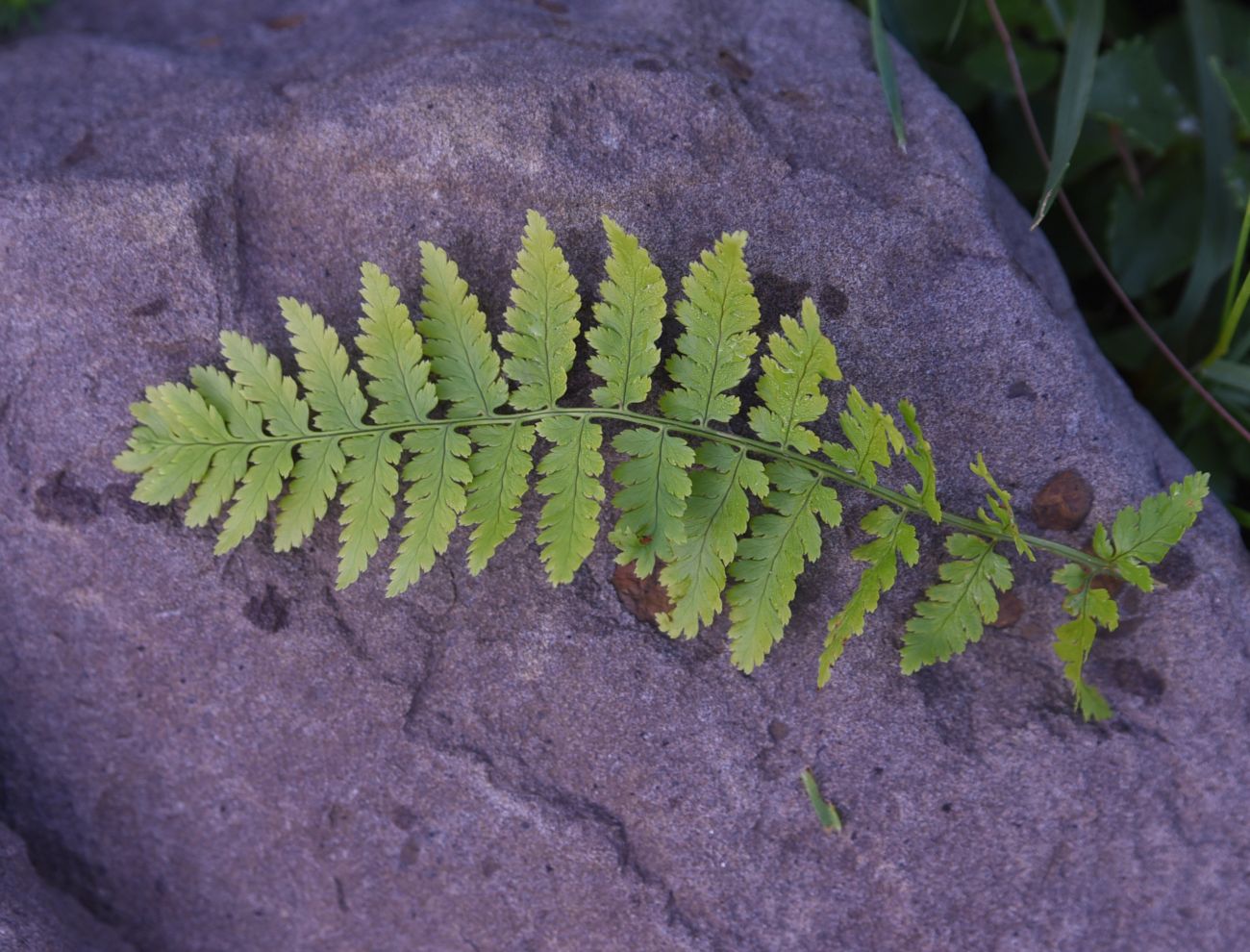 Изображение особи род Dryopteris.