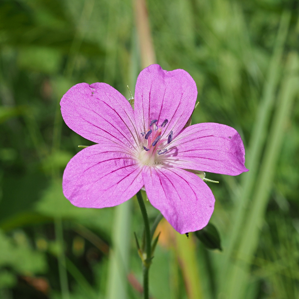 Изображение особи Geranium palustre.