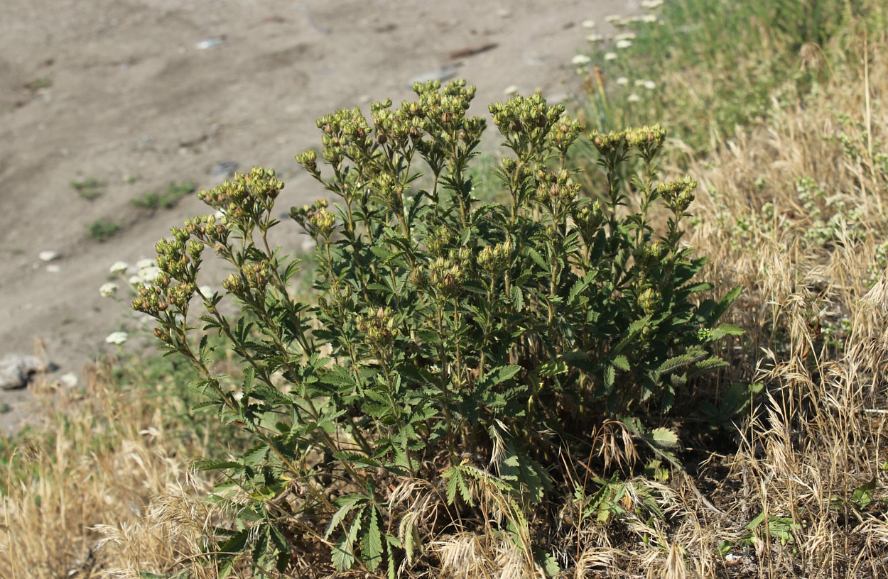 Изображение особи Potentilla recta.