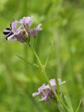 Dontostemon dentatus. Верхушка цветущего растения. Приморский край, Уссурийский гор. округ, окр. с. Монакино, луг на небольшой сопке. 11.06.2023.