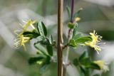 Lonicera microphylla. Часть веточки с соцветиями. Таджикистан, Горно-Бадахшанская автономная обл., Рушанский р-н, хр. Северо-Аличурский, Ирхтские горы, Сарезское оз., Ирхтский залив, дол. р. Лянгар, выс. ≈ 3300 м н.у.м., каменистая надпойменная терраса. 27 июня 2024 г.