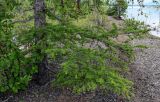 Larix sibirica. Основание ствола и нижние ветви взрослого дерева. Красноярский край, Таймырский Долгано-Ненецкий р-н, плато Путорана, устье р. Кутарамакан, опушка смешанного леса, берег реки. 23.07.2023.