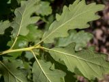 Quercus pubescens. Верхушка побега (видна абаксиальная сторона листьев). Крым, Южный Берег, сев. склон горы Аю-Даг, дубовый лес. 25.05.2024.