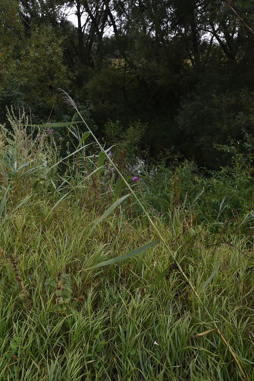 Изображение особи Phragmites australis.