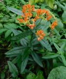 Asclepias tuberosa. Верхушка цветущего растения. Тульская обл., Веневский р-н, в культуре. 19.08.2023.