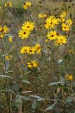 Helianthus rigidus. Цветущие растения. Приморский край, г. Находка, на пустыре. 18.09.2024.