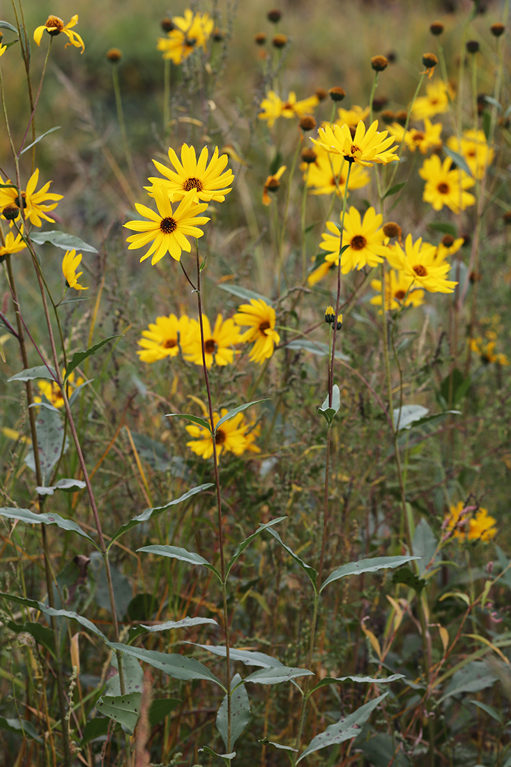 Изображение особи Helianthus rigidus.