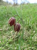 Fritillaria montana