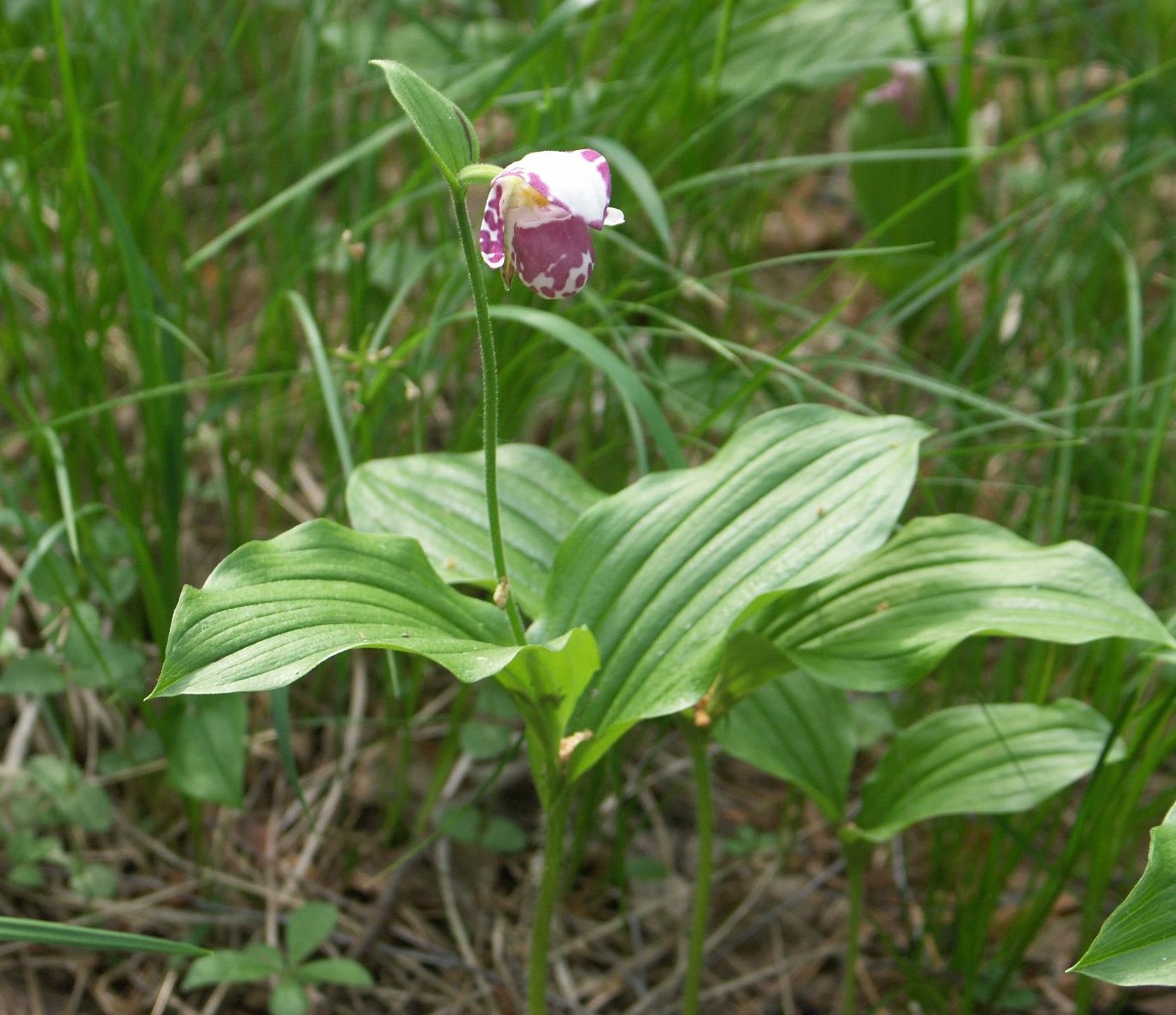 Изображение особи Cypripedium guttatum.