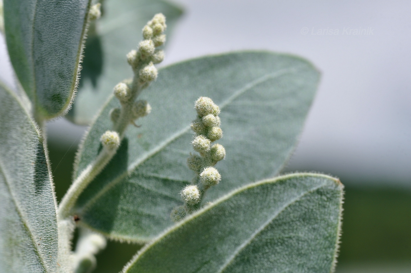 Image of Acacia podalyriifolia specimen.