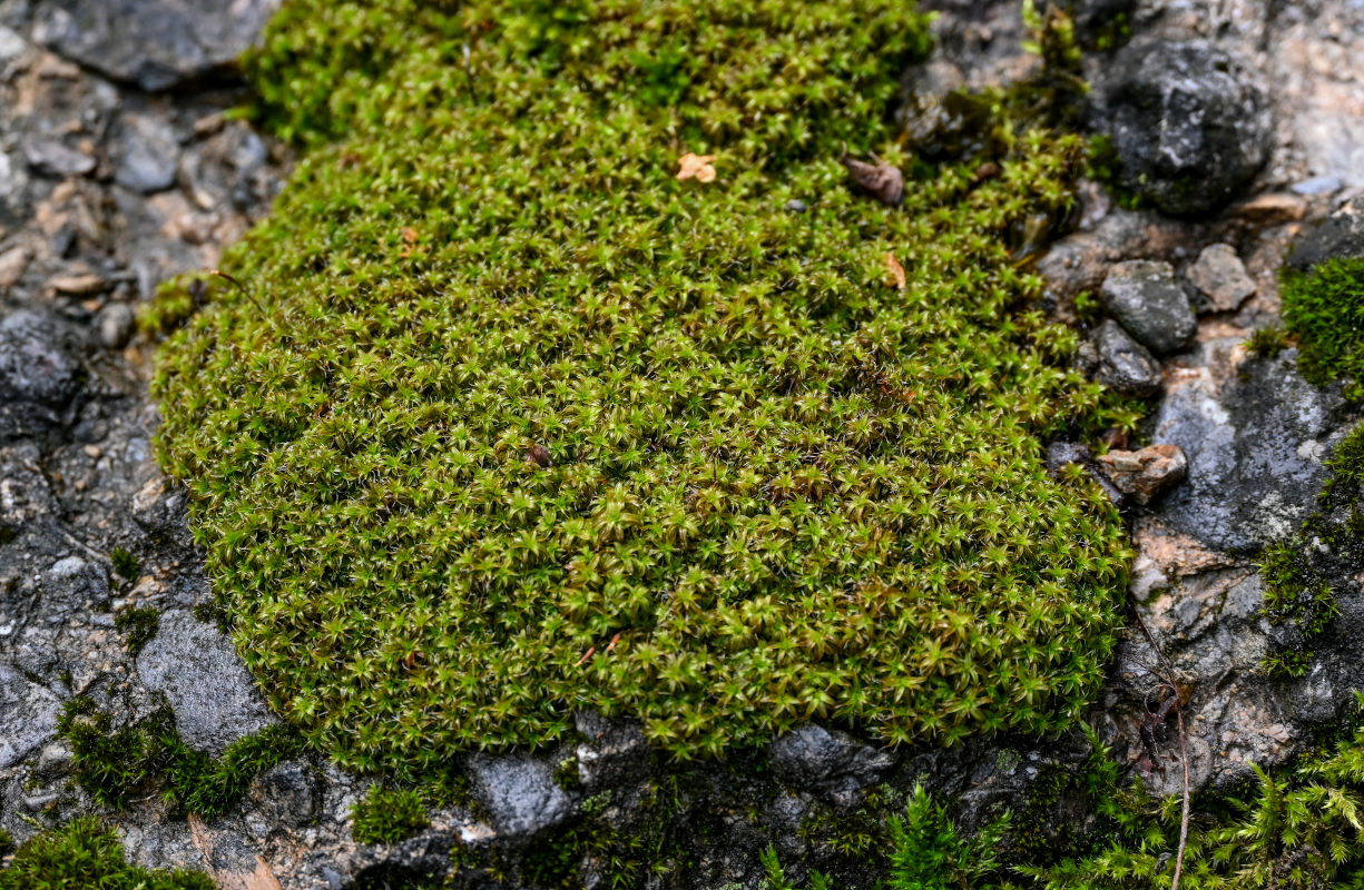 Изображение особи Syntrichia ruralis.