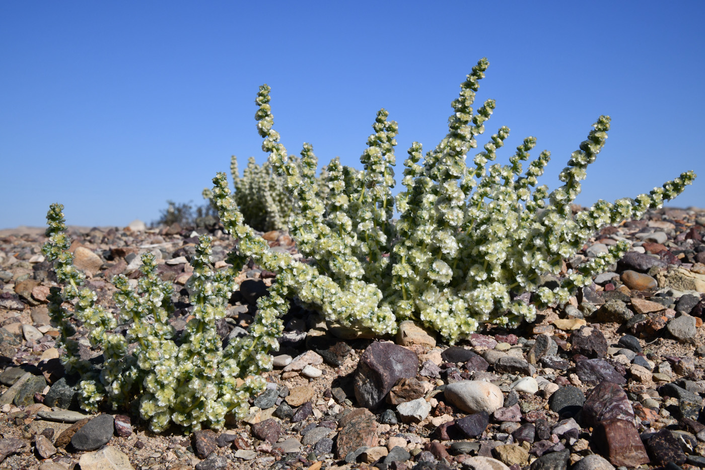 Изображение особи Halogeton glomeratus.