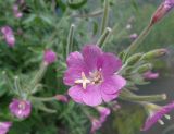 Epilobium hirsutum