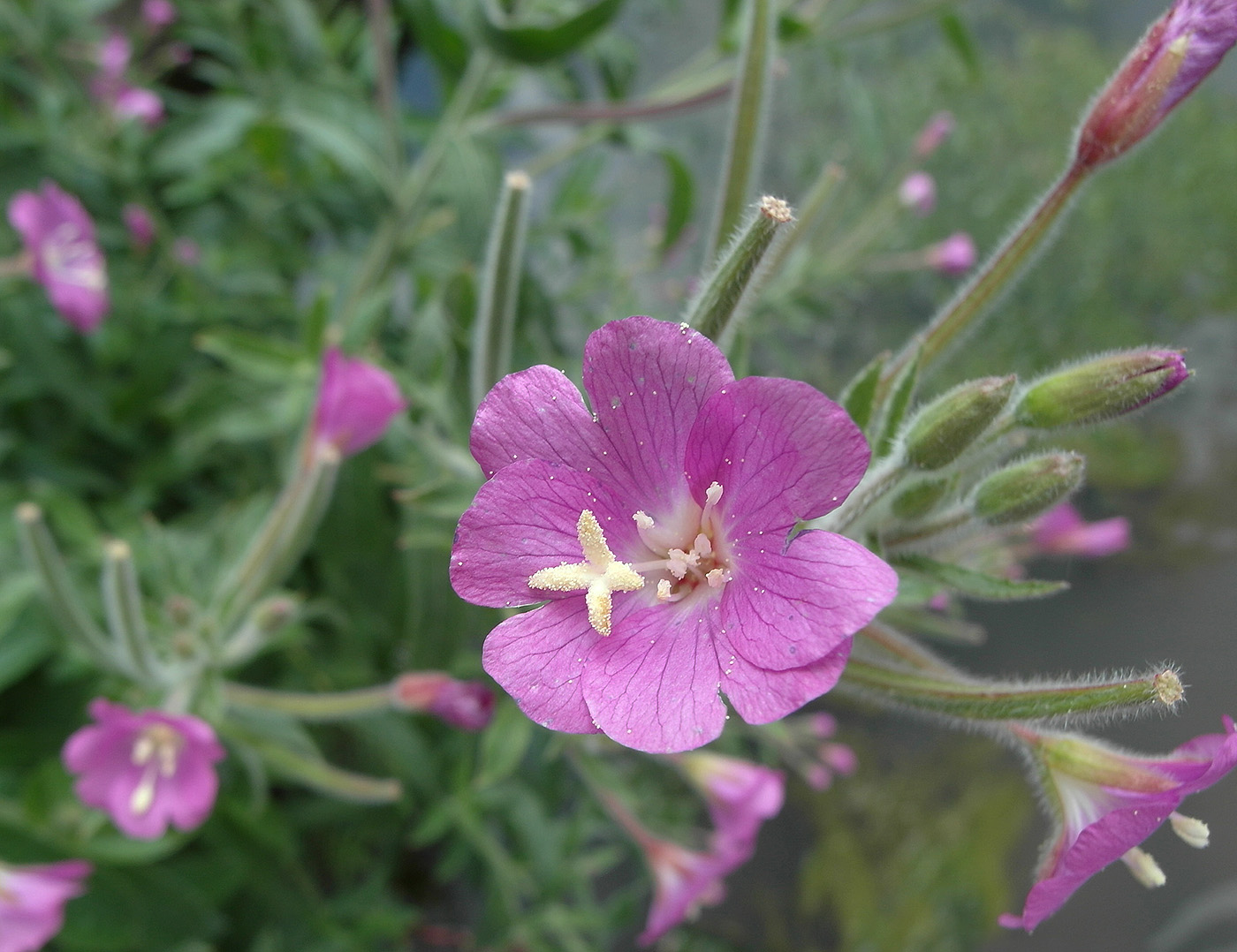 Image of Epilobium hirsutum specimen.