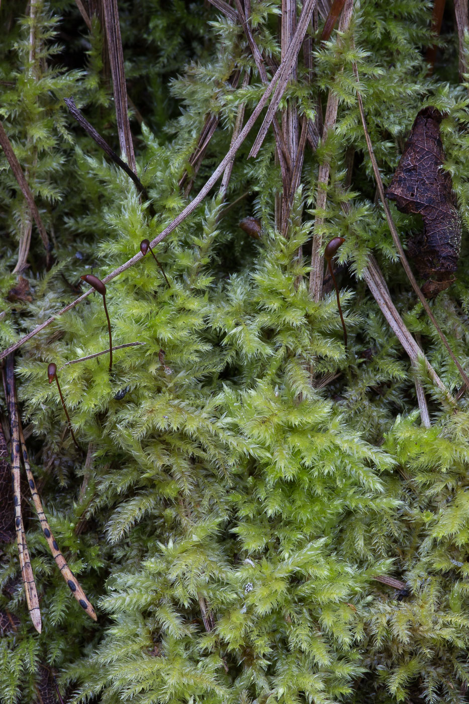 Image of Brachythecium salebrosum specimen.