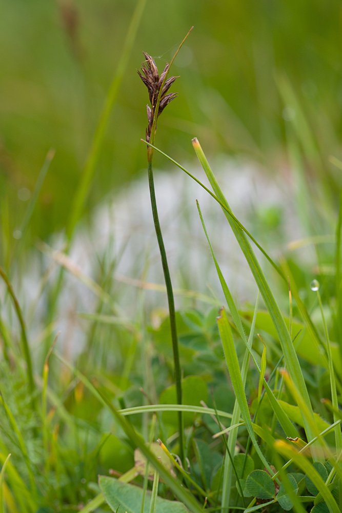 Image of familia Cyperaceae specimen.