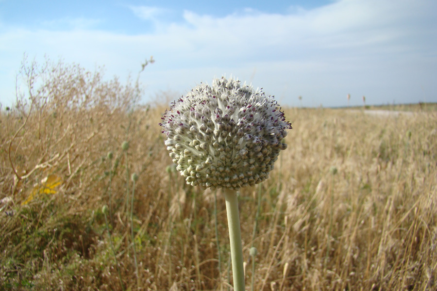 Image of Allium guttatum specimen.