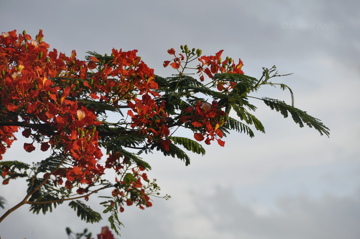 Image of Delonix regia specimen.