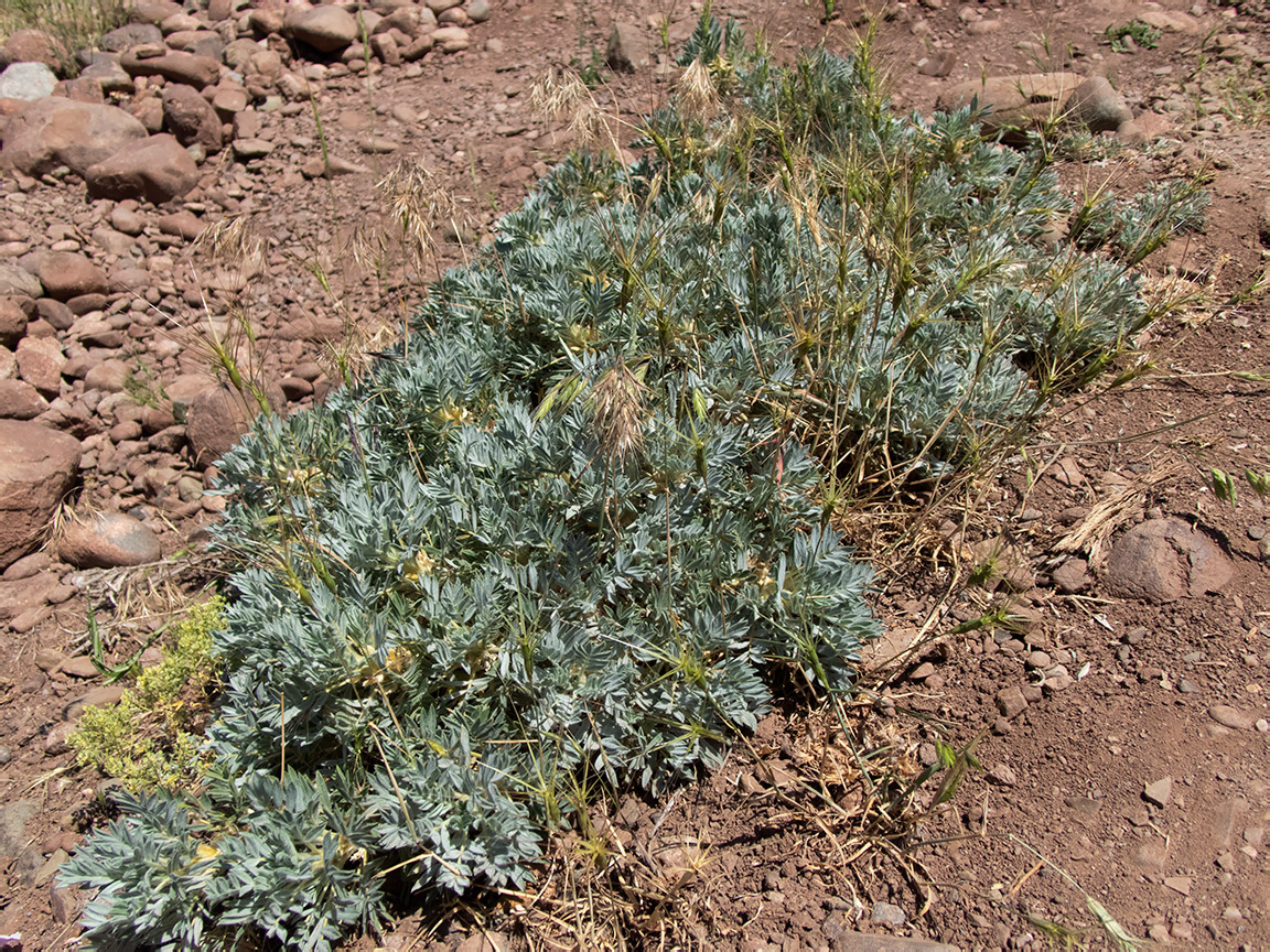 Изображение особи Astragalus arnacantha.