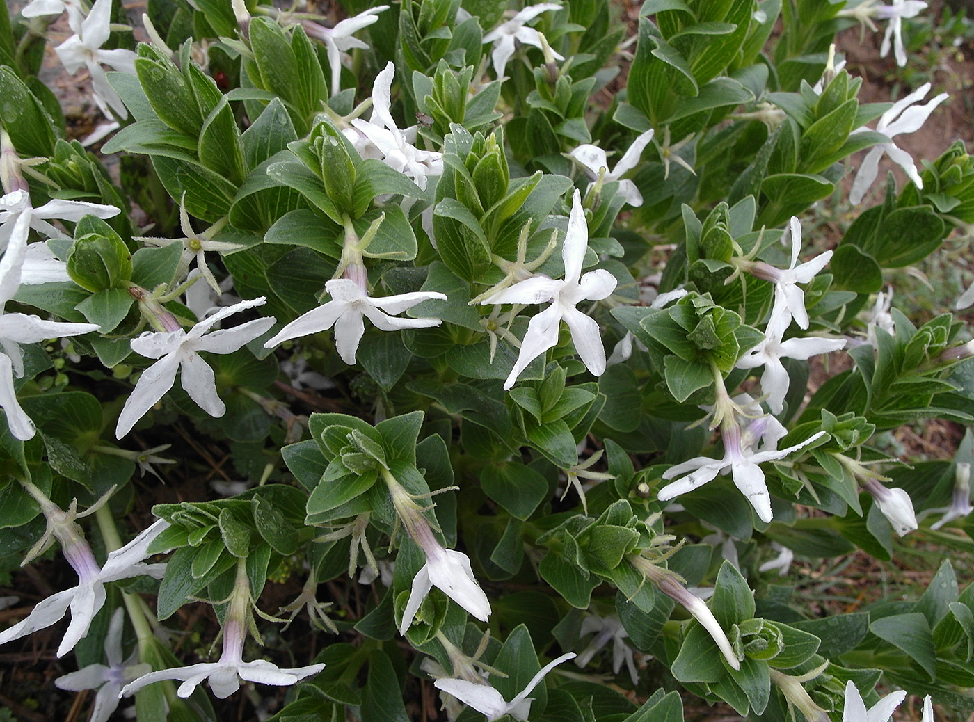 Image of Vinca erecta specimen.