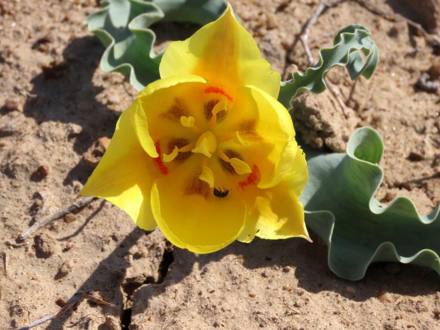 Изображение особи Tulipa alberti.