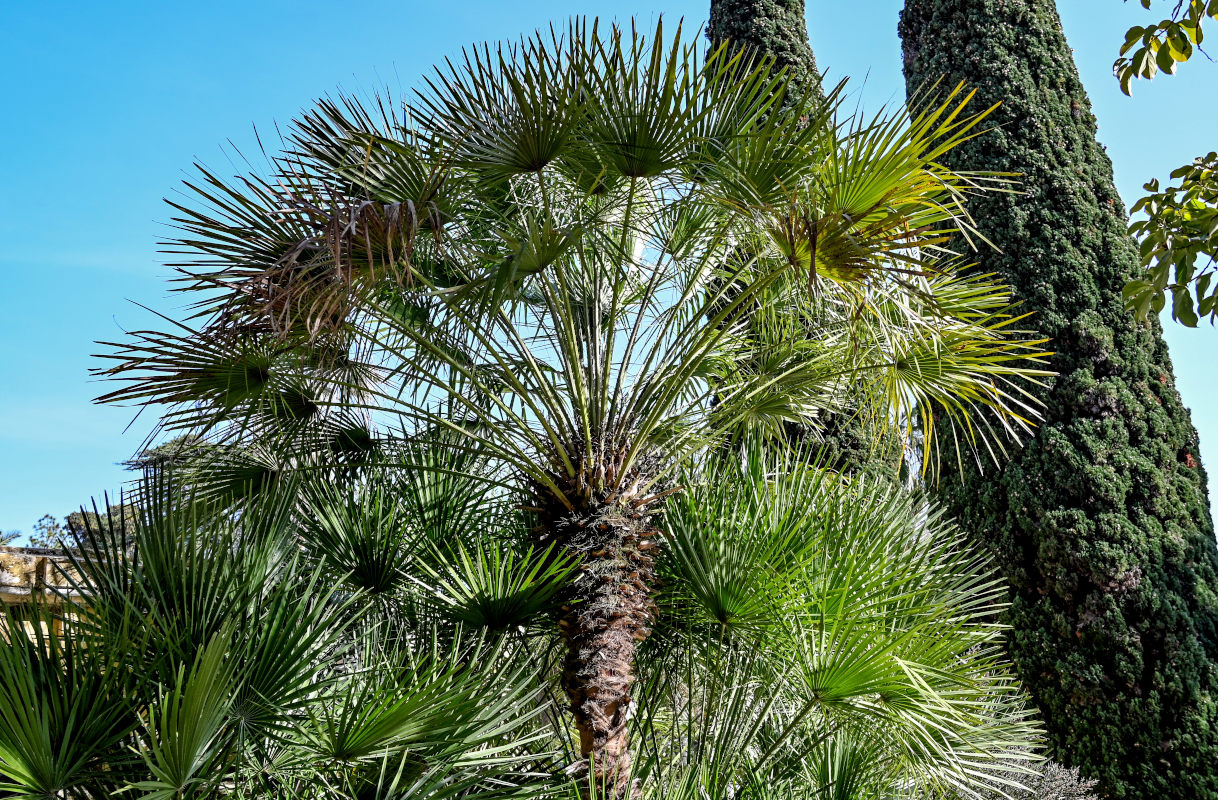 Image of Chamaerops humilis specimen.