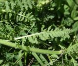 View full-size image genus Pedicularis