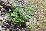 View full-size image Zygophyllum oxianum