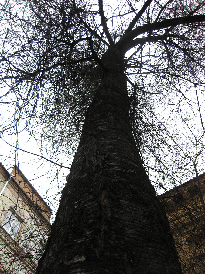 Image of Cerasus vulgaris specimen.