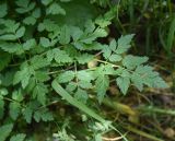 View full-size image Physocaulis nodosus