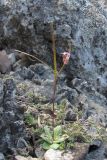 Arabis verna. Цветущее и плодоносящее растение. Крым, Южный берег, Кучук-Ламбат. 25 апреля 2011 г.