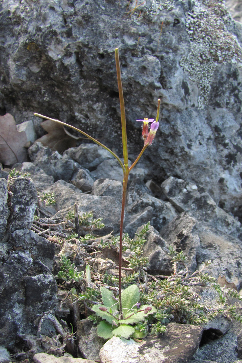 Image of Arabis verna specimen.