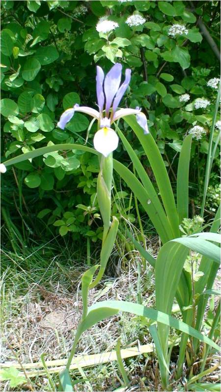 Image of Iris musulmanica specimen.