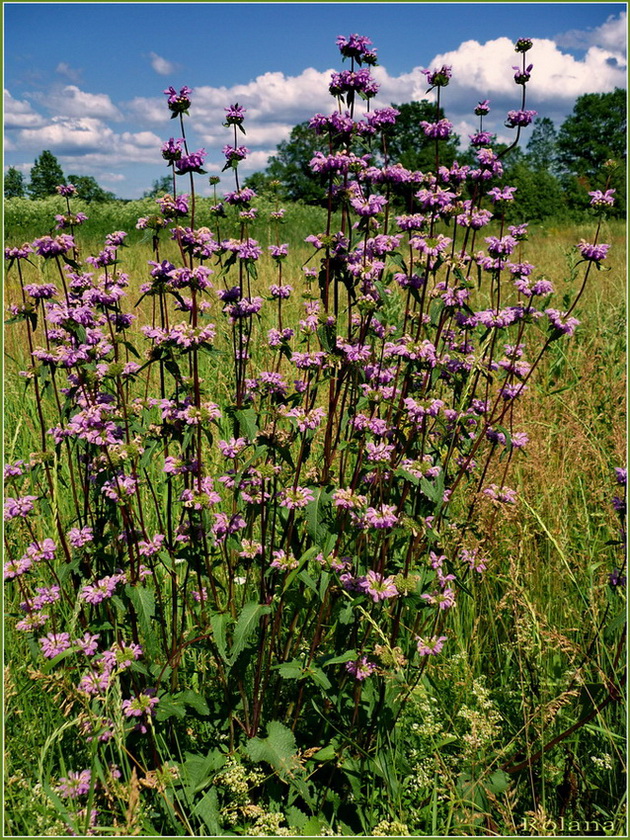 Изображение особи Phlomoides tuberosa.