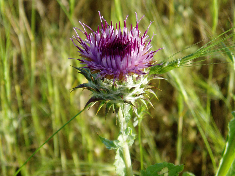 Изображение особи Cousinia microcarpa.