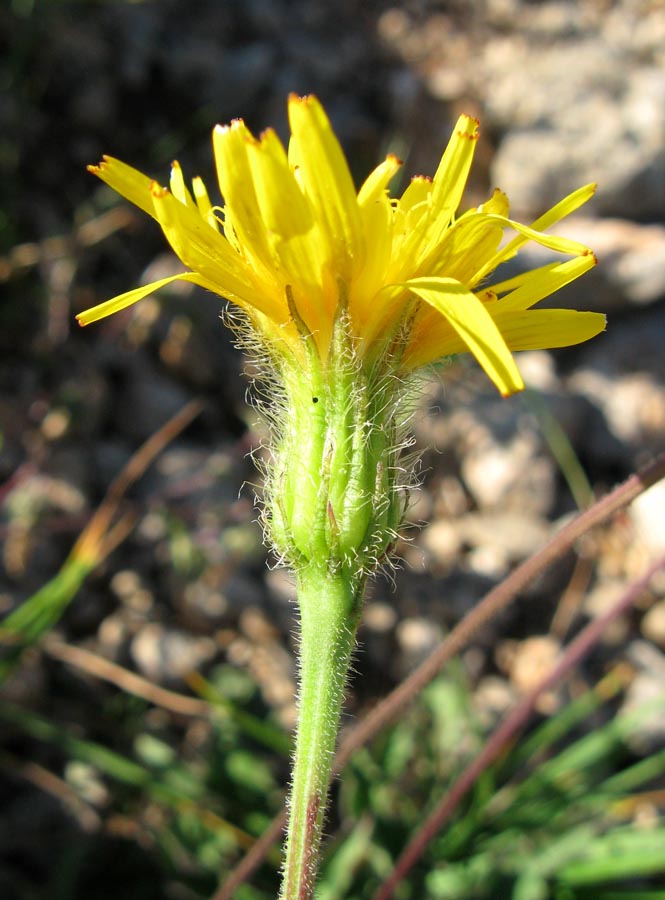 Image of Leontodon caucasicus specimen.